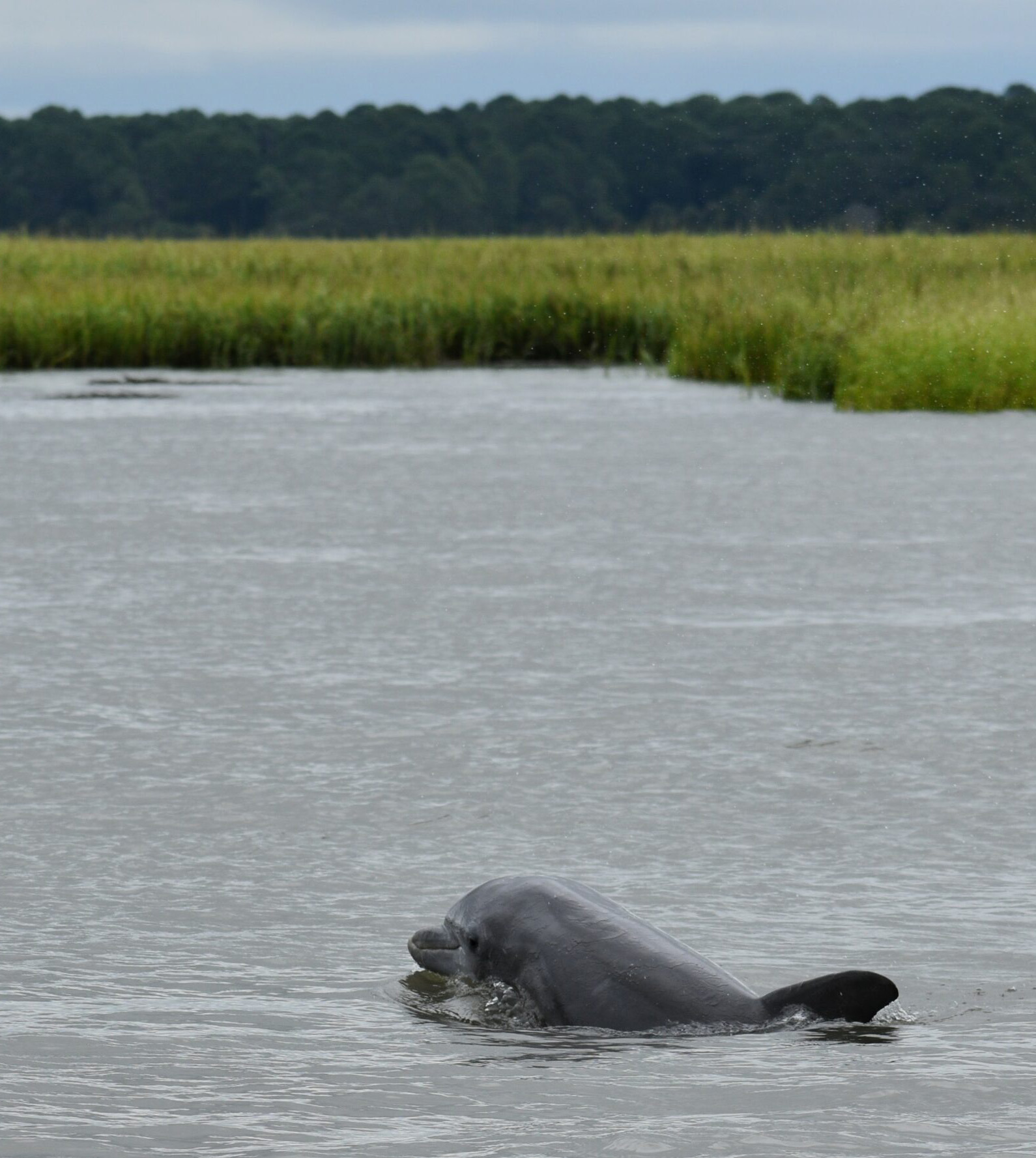 dolphin-swimming-beaufort-river-cropped
