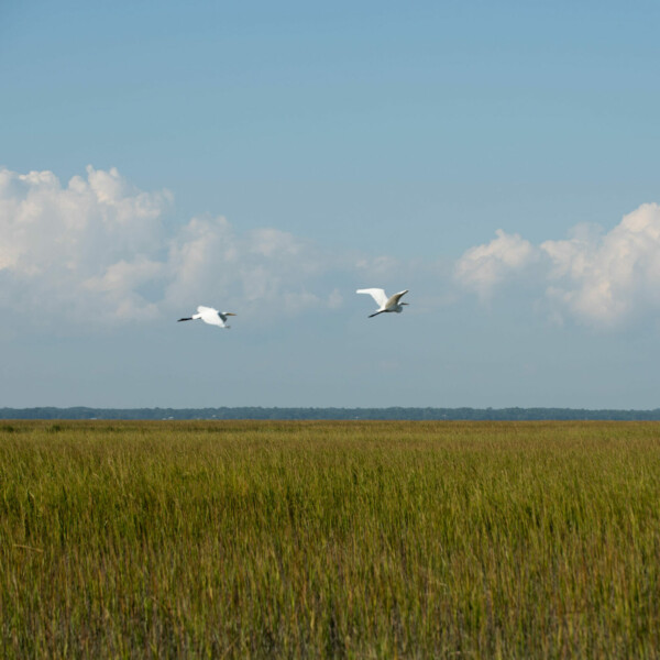 egrets flying over beaufort river