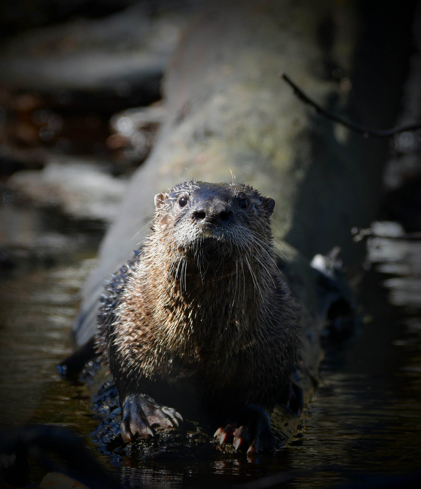 otter_j_alexander-scaled
